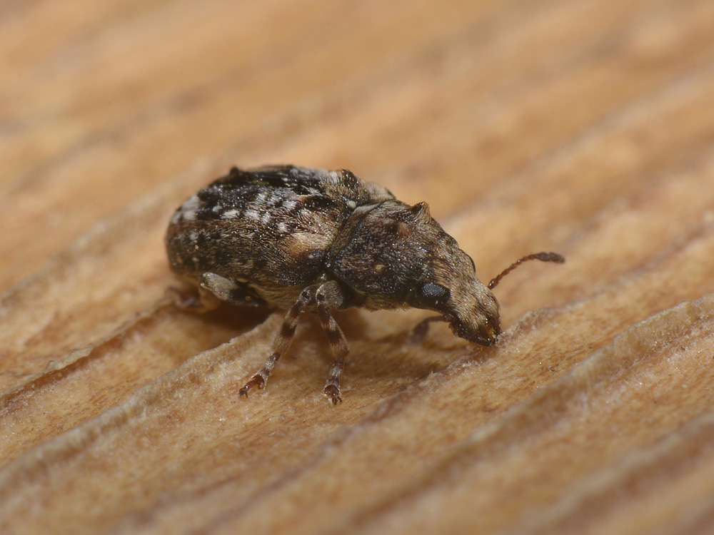 Enedreytes sepicola - Anthribidae